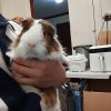 Two 3 years old guinea pigs need new home