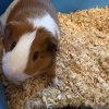 2 male guinea pigs 1 year old