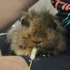 2 Male Guinea Pigs with cage and accessories