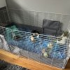 One Year Old Guinea Pigs Male Bonded Pair