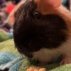 1 year old guinea pig, boy