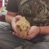 2 Female Bonded 2yr old Guinea Pig