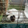 2 sister guinea pigs in need of new home