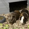 2 Male bonded guinea pigs, approx. 8 mo. old