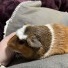 Two male guinea pigs