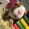Senior Pig for Retirement Home