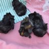 Adorable Baby Guinea Pigs (4 weeks old)
