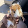 3 girls/ 2 boys need new home