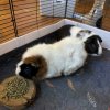 2 Male Guinea Pigs