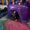 2 male guinea pigs in need of a new home