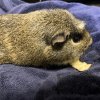 Two Five Year Old Male Bonded Pair