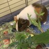 Peaches: Curious, Confident Female Piggie