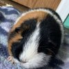 Female piggy needs a home ASAP
