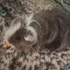 Two male guineas need a new home