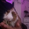 Selling Guinea pig for 100$ cage included