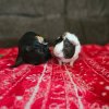 2 Male guinea pigs, Hesperia ca