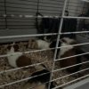 Female Guinea Pigs Looking for a New Home