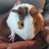 My caring Guinea