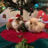 PommieAndPeachie Female,Bonded Pair,3yrsOld