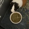 3 male guinea pigs looking for new home