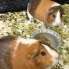 3 Female Guinea Pigs