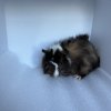 10 Week Old Male Guinea Pig for Adoption