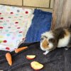 2 Male Bonded Guinea Pigs