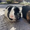 2 sweet male guinea pigs (bonded)