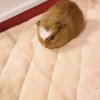 Buttercup needs a home!