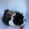 10 Week Old Male Guinea Pig