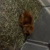 2 Mixed Male Guinea Pigs (Supplies Included)