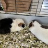 Rehome guinea pig after his partner pass away