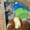 Archie &amp;amp; Scooter, Bonded Males!