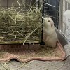 Momo - Female guinea pig age 4yrs