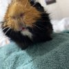 Bonded Pair of Guinea Pigs - supplies include