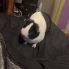 2 female guinea pigs looking for a new home