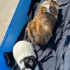 Two Mid Age Male Pigs