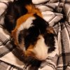 Young Dominant male guinea pig Sanjay