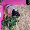 Two female guinea pigs, raised indoors