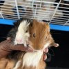 3 girls/ 2 boys need new home
