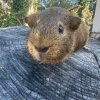 Two sweet and cute male bonded Guinea Pigs