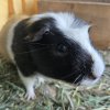 Hand raised, sweet, young piggies - $30/pair