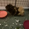 4 Female Guinea Pigs