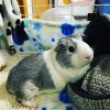 Two guinea pigs looking for forever home