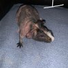 3 Male Hairless Guinea Pigs For Sale