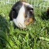 Bonded Pair of Guinea Pigs - supplies include