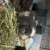 Rehoming our three female guinea pigs