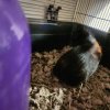Guinea Pig Trio in Colonial Heights VA