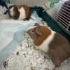 Two bonded guinea girls, approx 2 years old