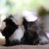Peruvian &amp;amp; Abyssinian Guinea Pigs Available